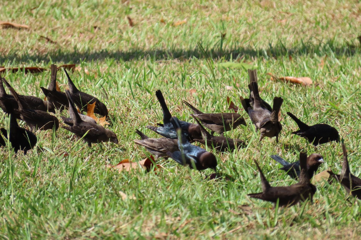 Brown-headed Cowbird - ML644325730