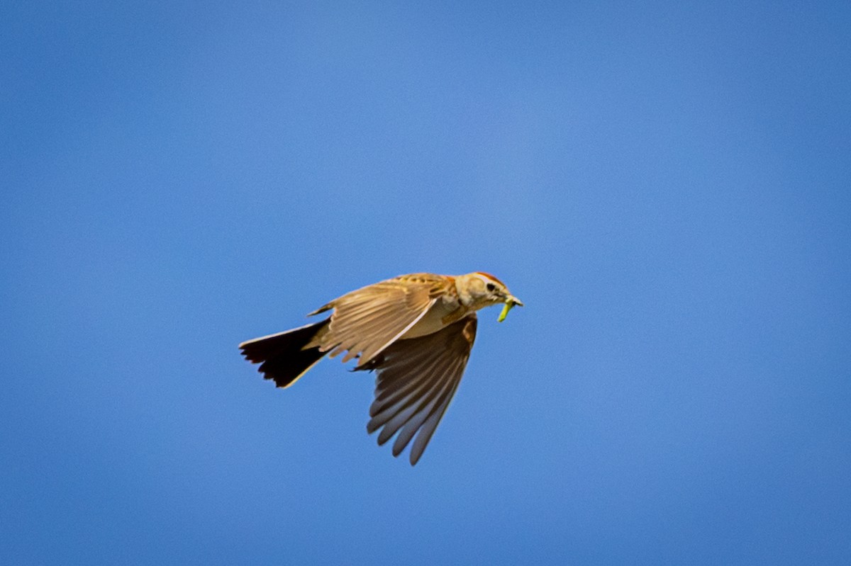 アフリカヒメコウテンシ - ML644325731