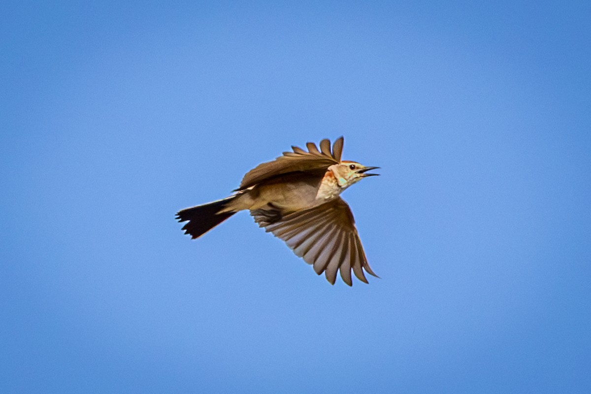 アフリカヒメコウテンシ - ML644325732