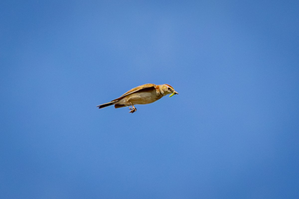 アフリカヒメコウテンシ - ML644325733