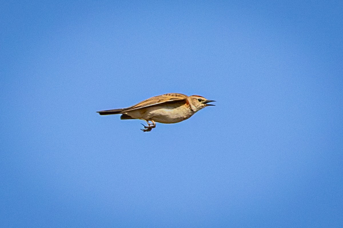 アフリカヒメコウテンシ - ML644325734