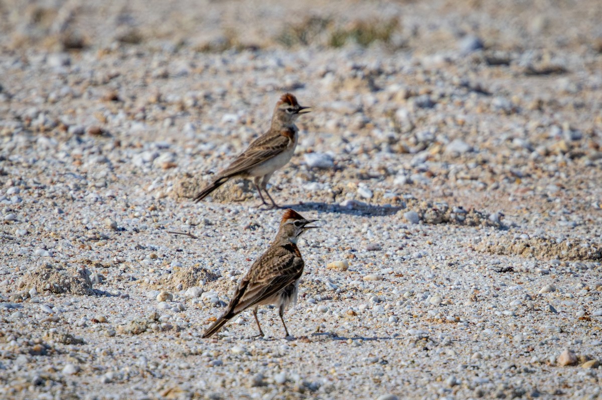 アフリカヒメコウテンシ - ML644325735