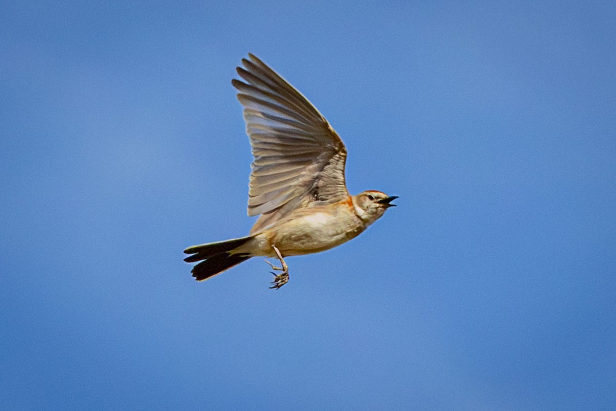 アフリカヒメコウテンシ - ML644325736