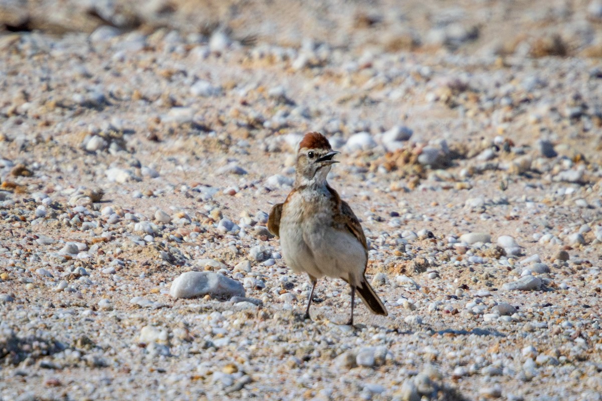 アフリカヒメコウテンシ - ML644325737