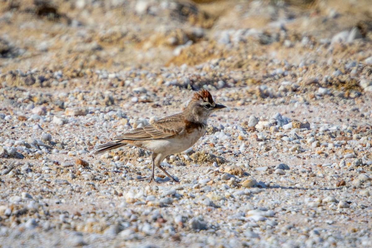 アフリカヒメコウテンシ - ML644325738