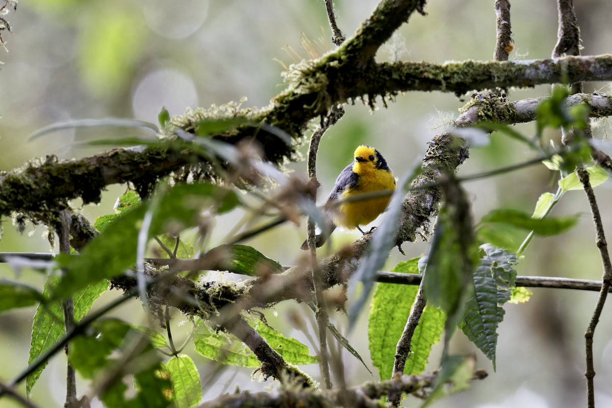 Golden-fronted Redstart - ML644325739