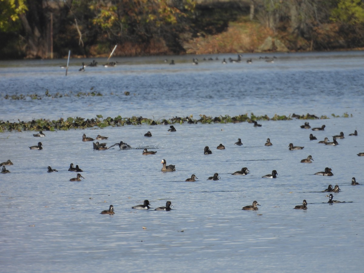 Moretta dal collare - ML644325741