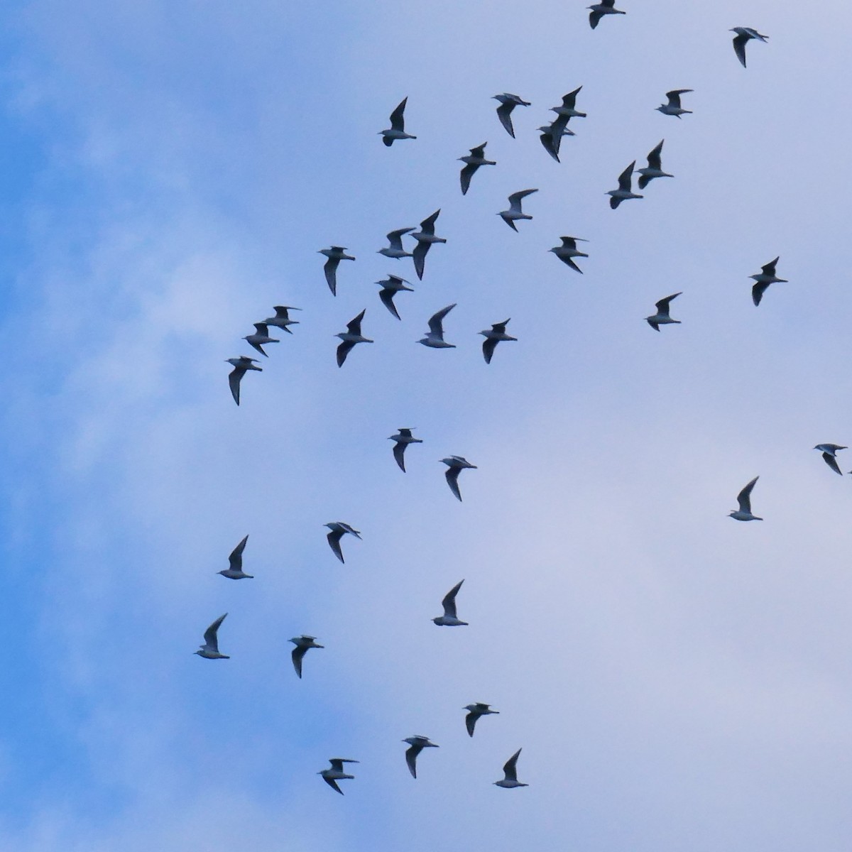 racek Bonapartův - ML644325744