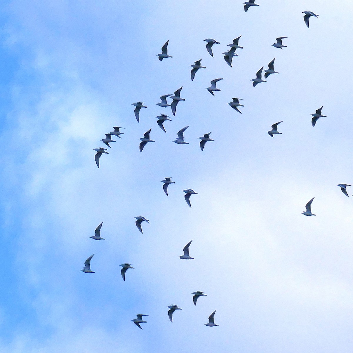 racek Bonapartův - ML644325745