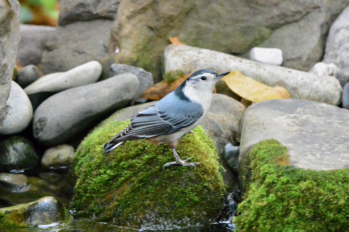 Повзик каролінський - ML644325751