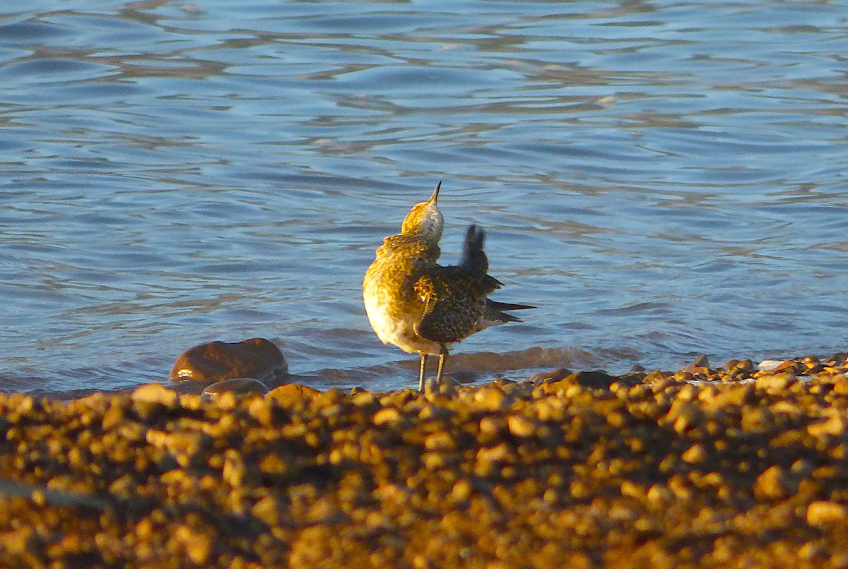 Сивка звичайна - ML644325761