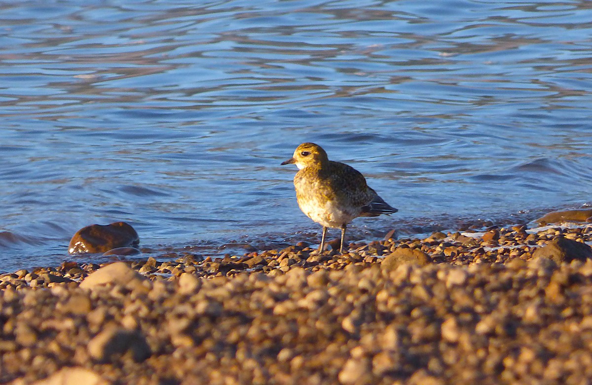 Сивка звичайна - ML644325766