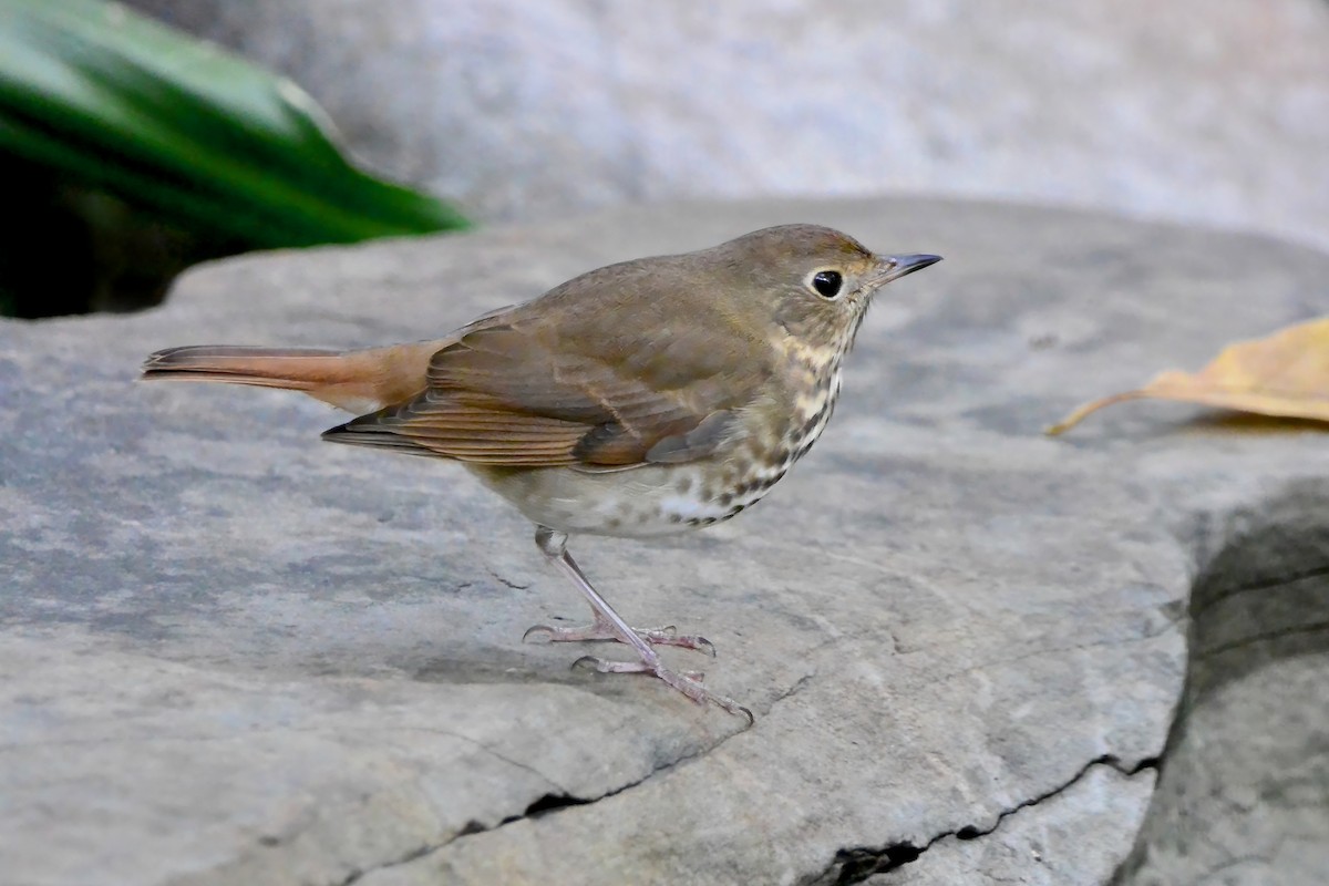 Дрізд-короткодзьоб плямистоволий - ML644325767