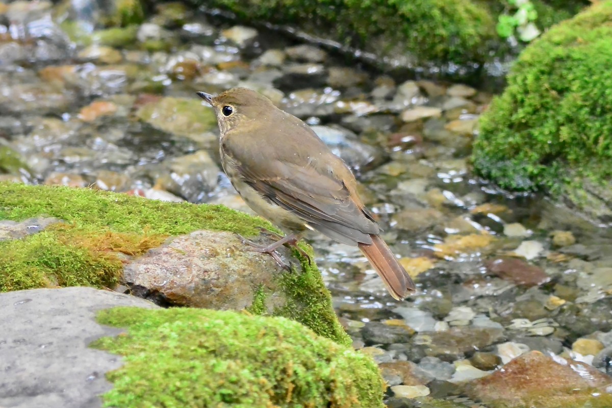 Дрізд-короткодзьоб плямистоволий - ML644325768