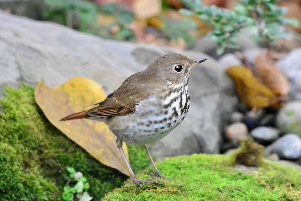 Дрізд-короткодзьоб плямистоволий - ML644325769