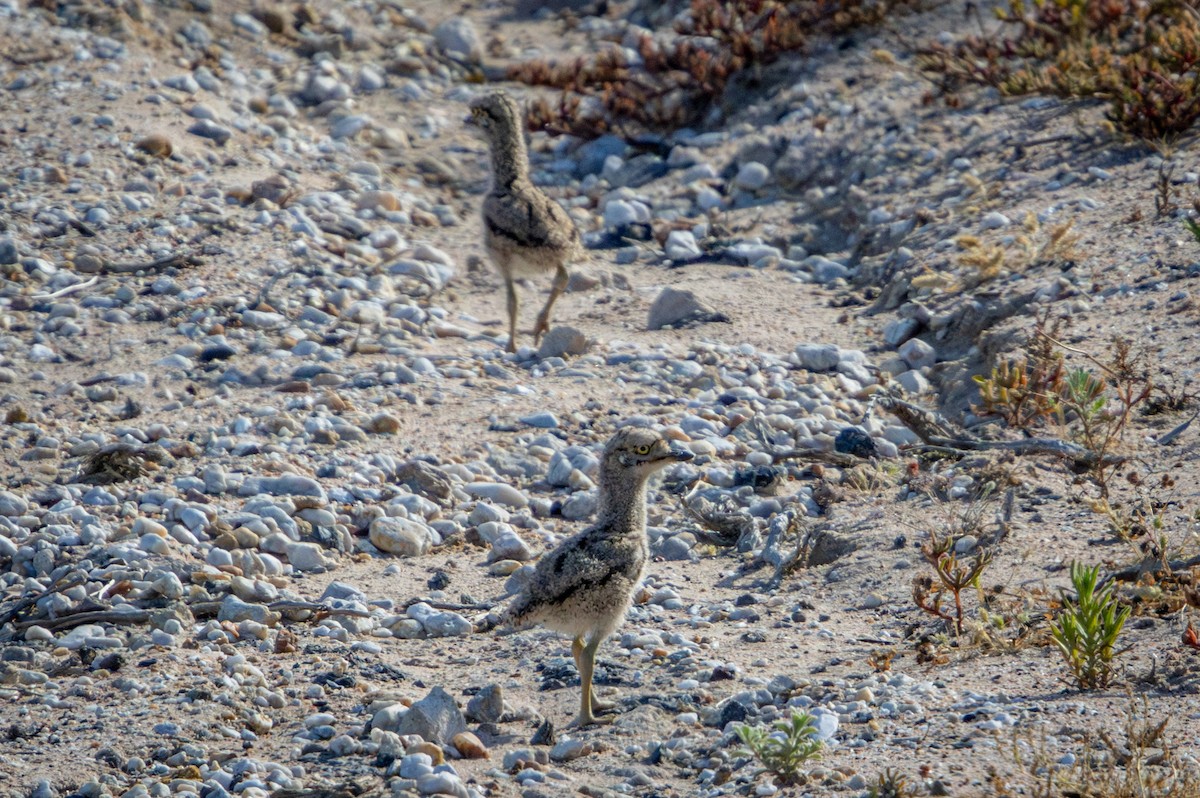 Spotted Thick-knee - ML644325770
