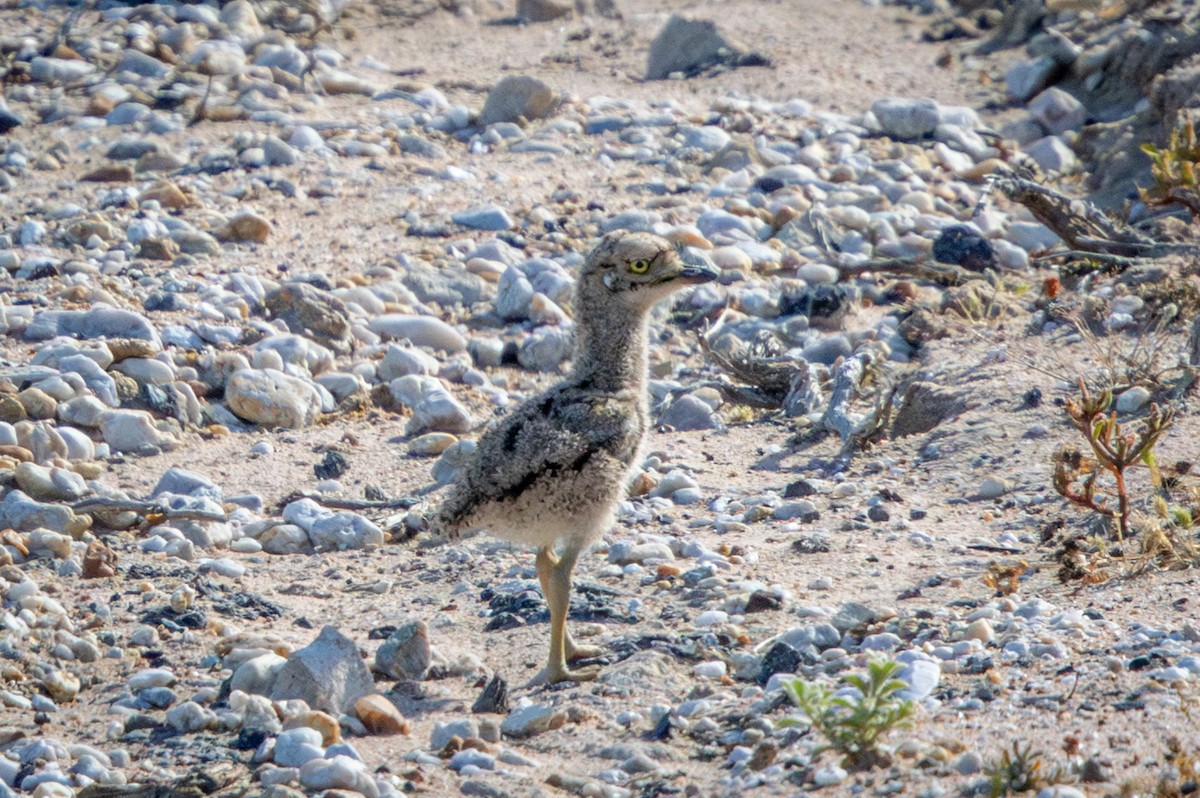 Spotted Thick-knee - ML644325771