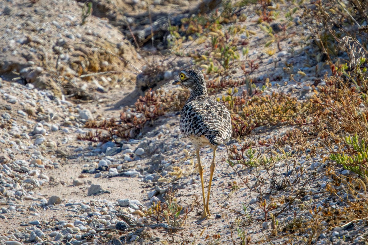 Spotted Thick-knee - ML644325772