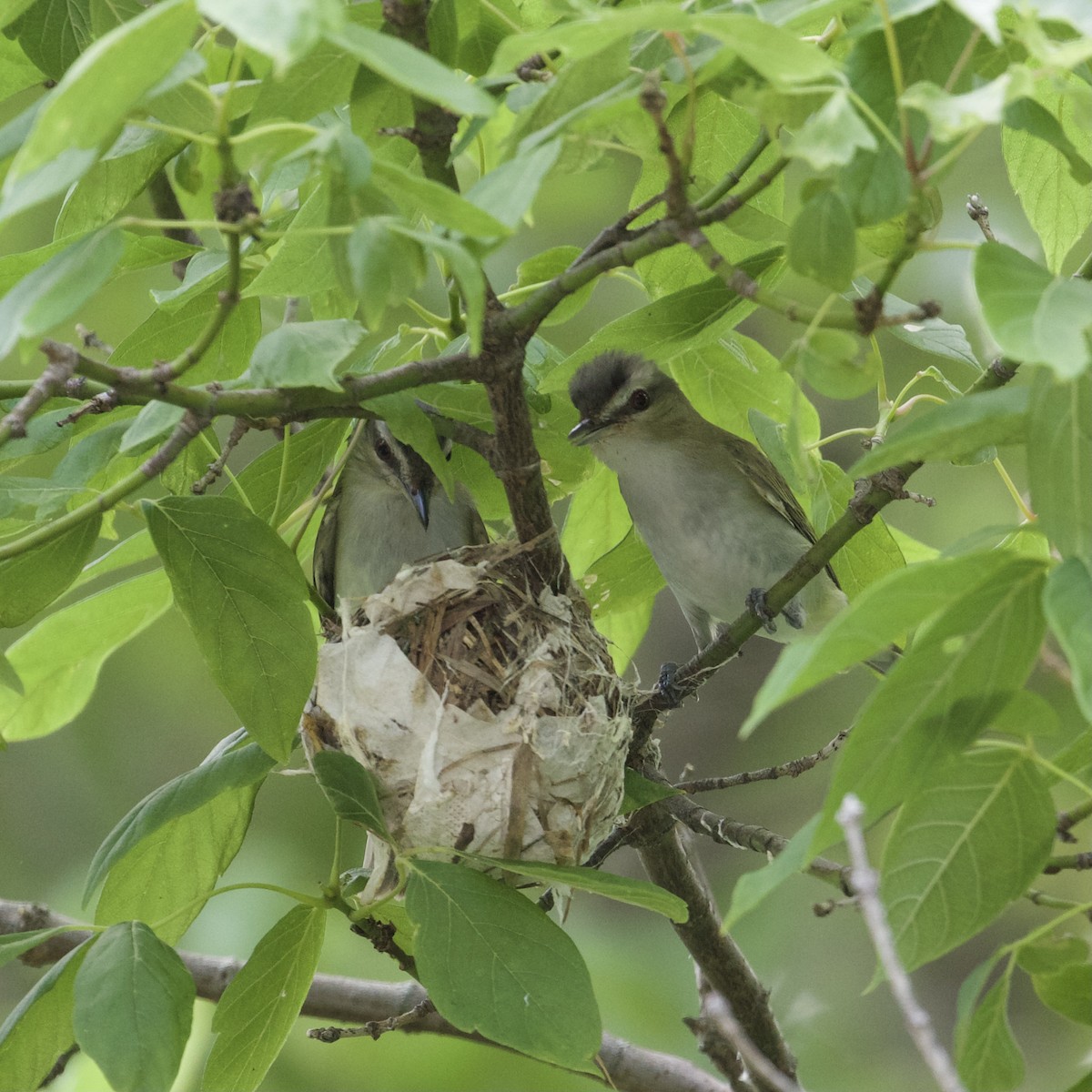 Red-eyed Vireo - ML644325778