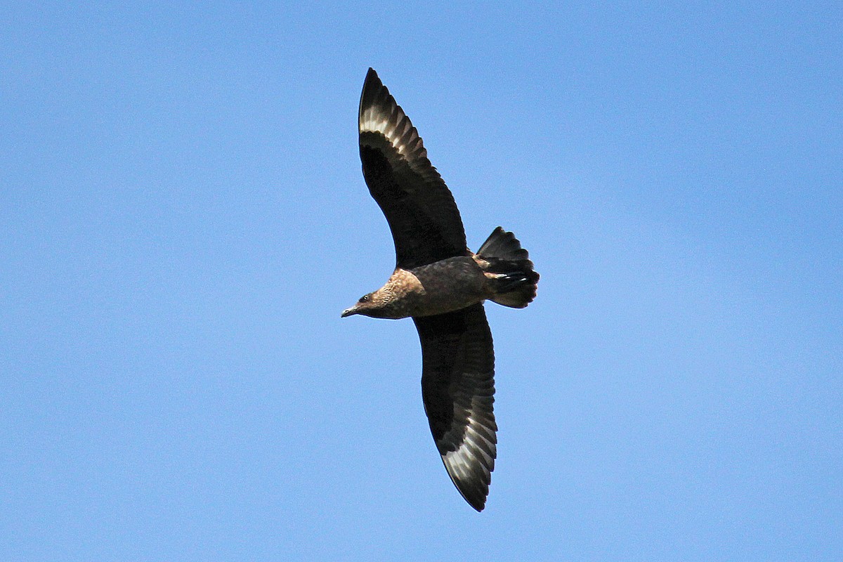 Great Skua - ML644325786