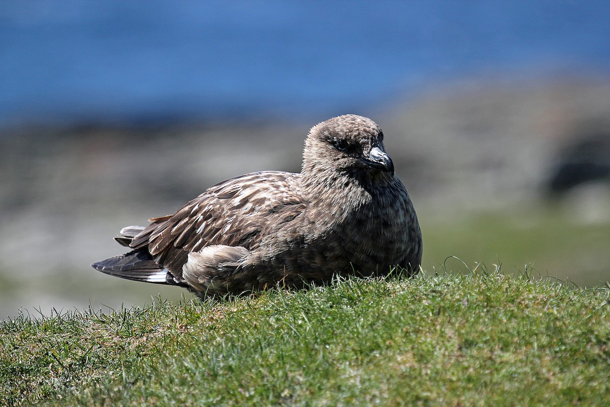 Great Skua - ML644325788