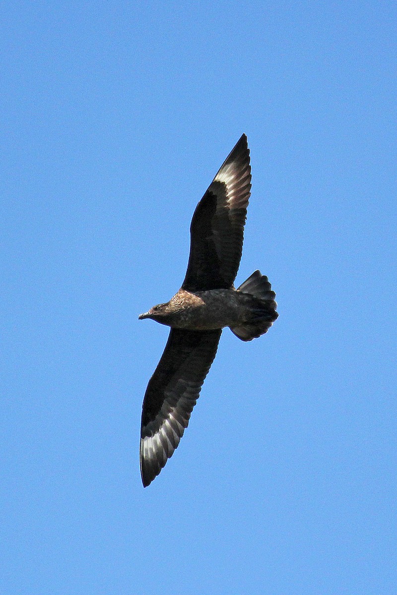 Great Skua - ML644325789