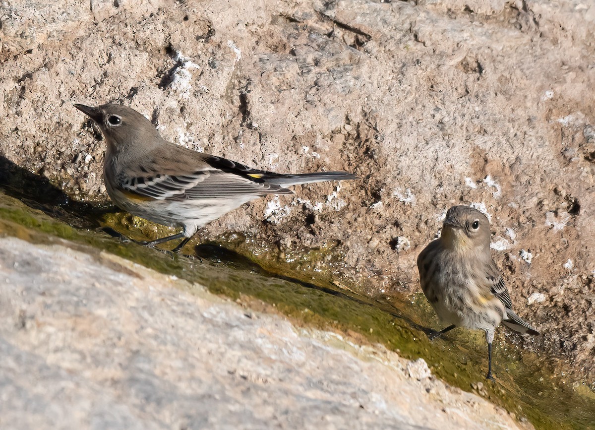Yellow-rumped Warbler (Audubon's) - ML644325796