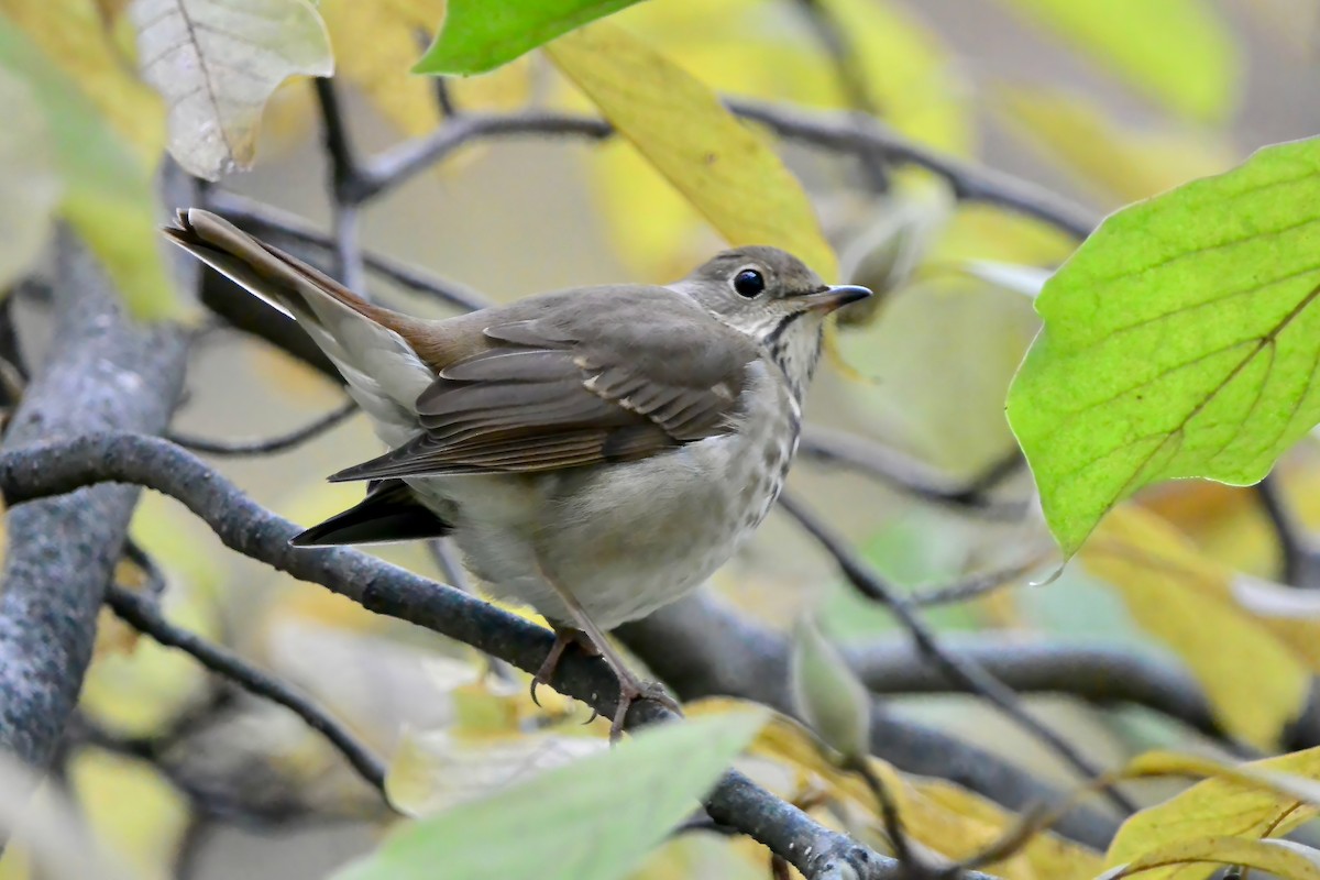 Дрізд-короткодзьоб плямистоволий - ML644325803