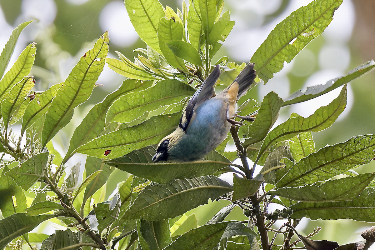 テリミドリフウキンチョウ - ML644325805