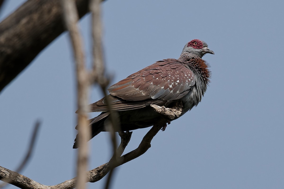 Uso ginearra - ML644325810