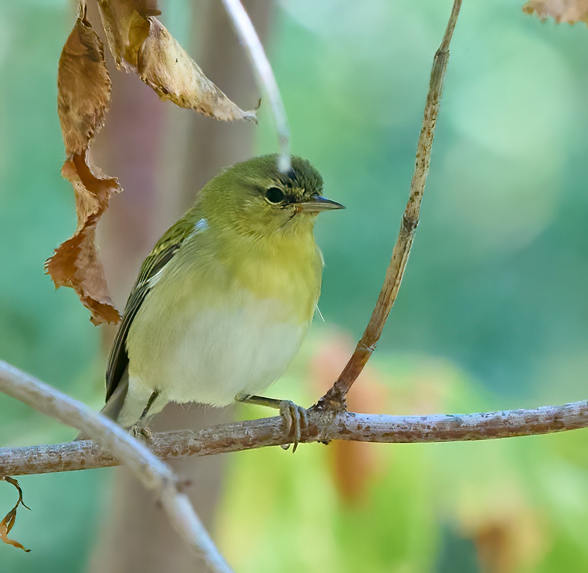 Tennessee Warbler - ML644325816