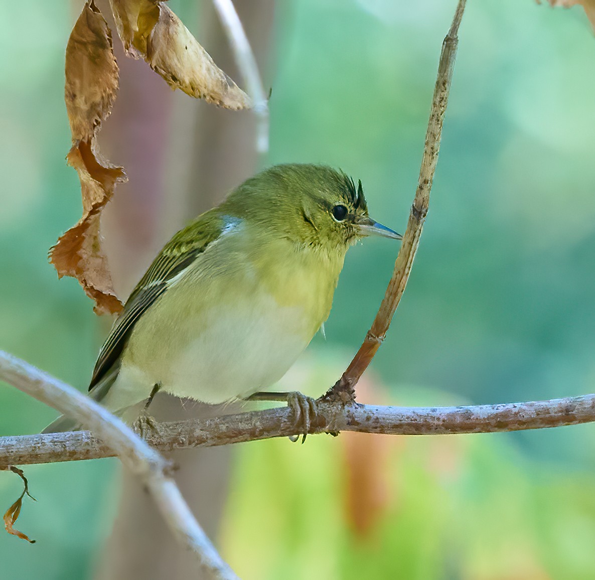 Tennessee Warbler - ML644325817