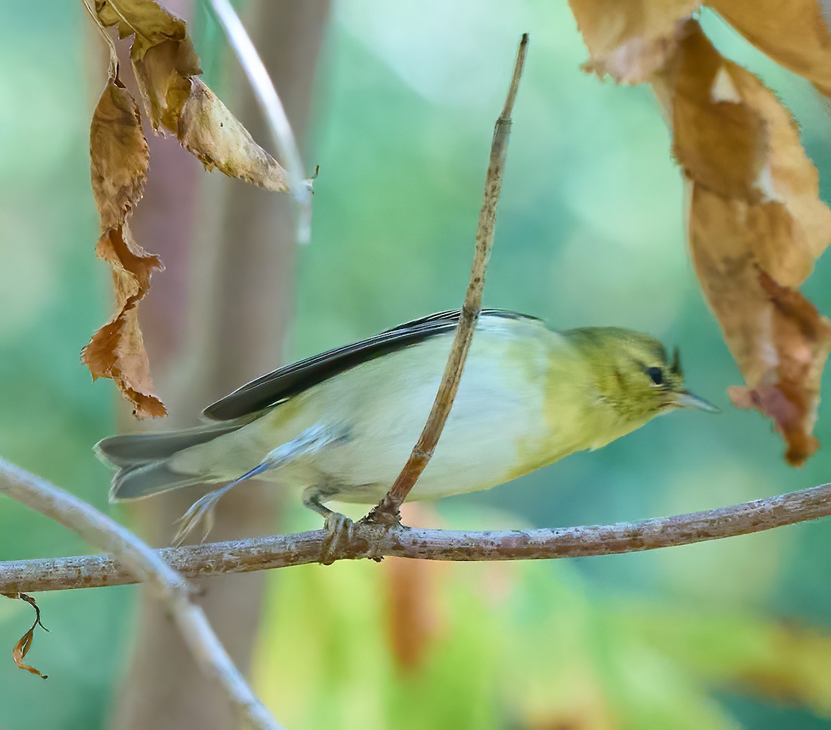 Tennessee Warbler - ML644325818