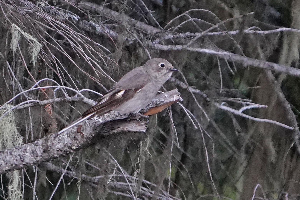 Townsend's Solitaire - ML644325823