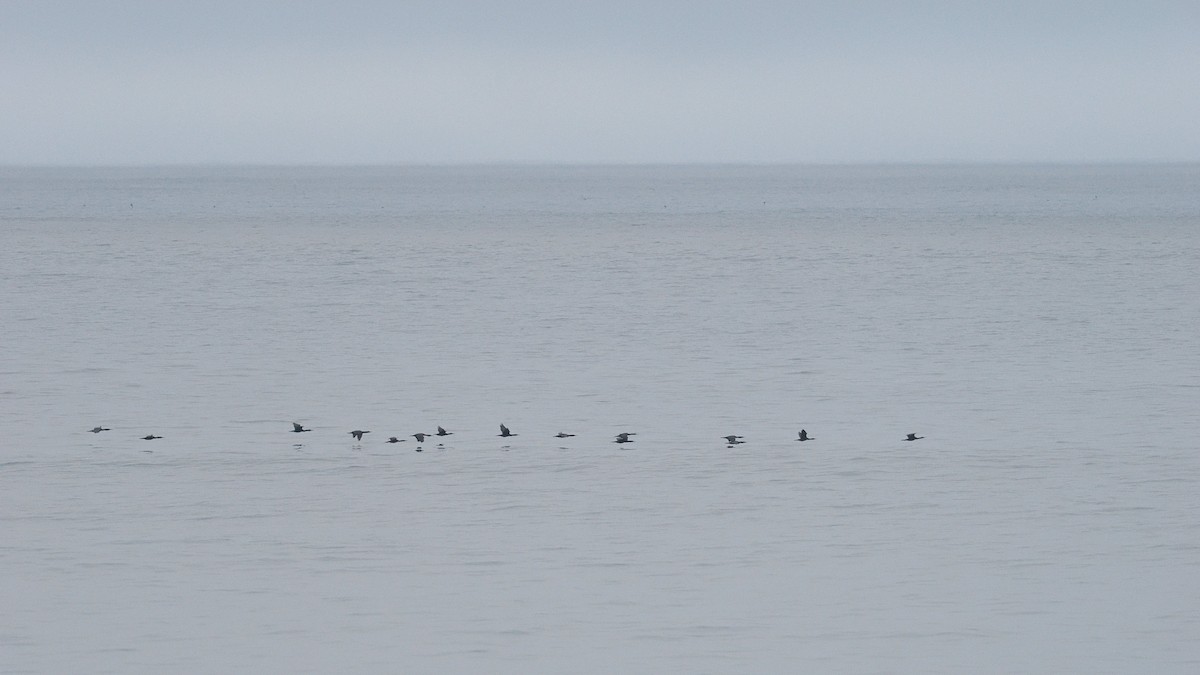 Pelagic Cormorant - ML644325826