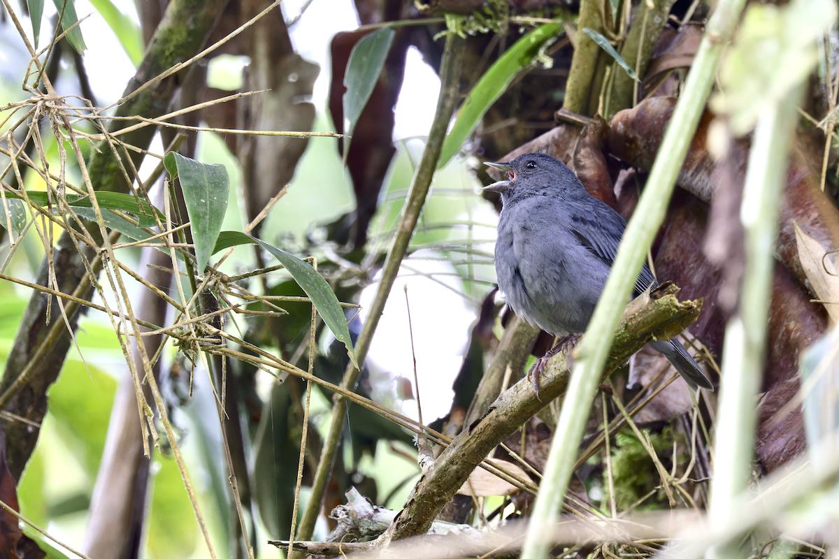 Slaty Finch - ML644325830