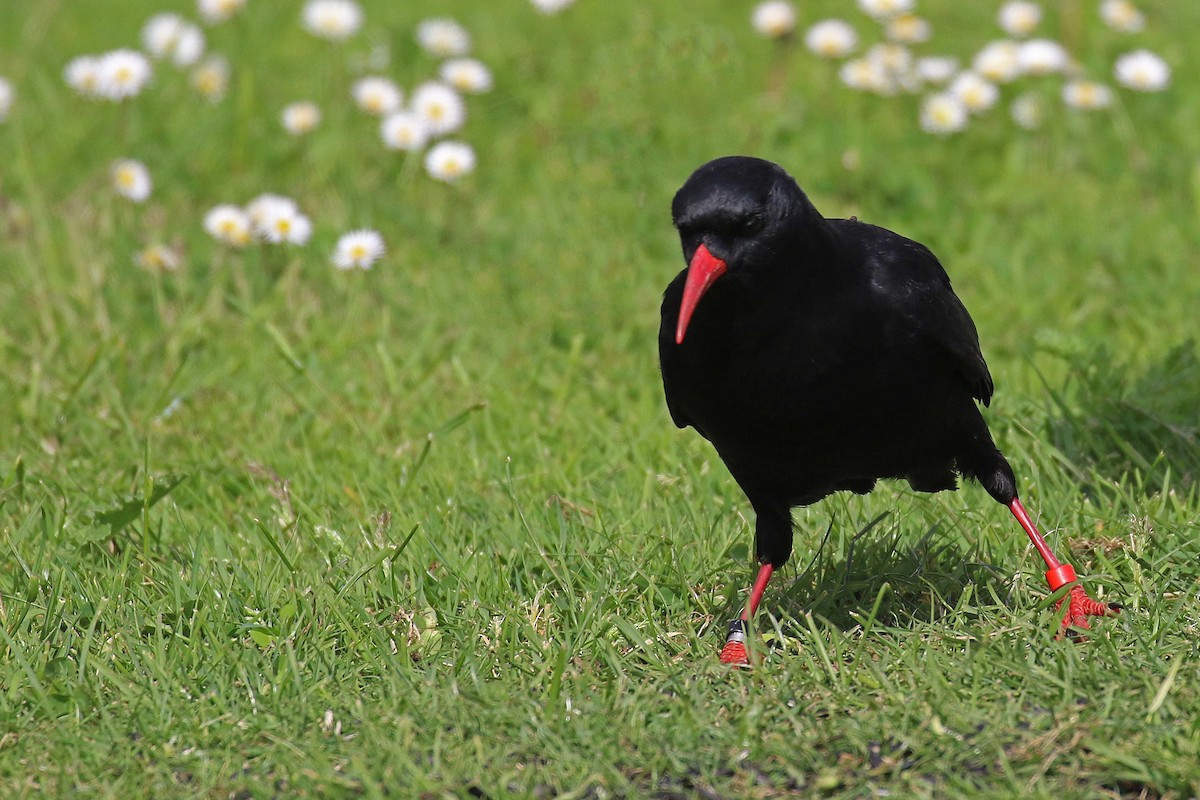 紅嘴山鴉 - ML644325844