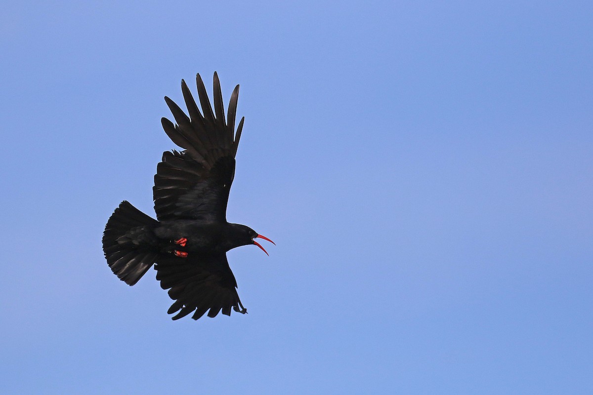 紅嘴山鴉 - ML644325845