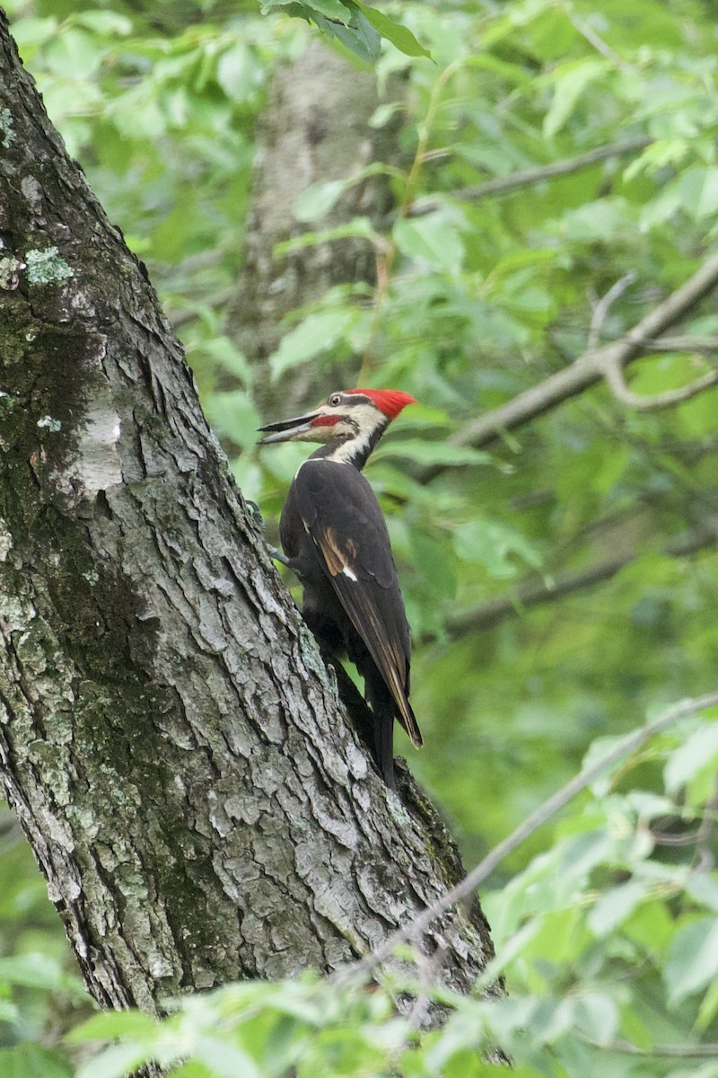 Pileated Woodpecker - ML644325853