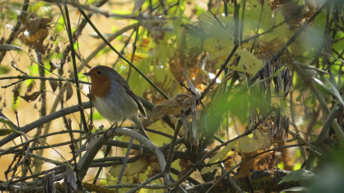 European Robin - ML644325869