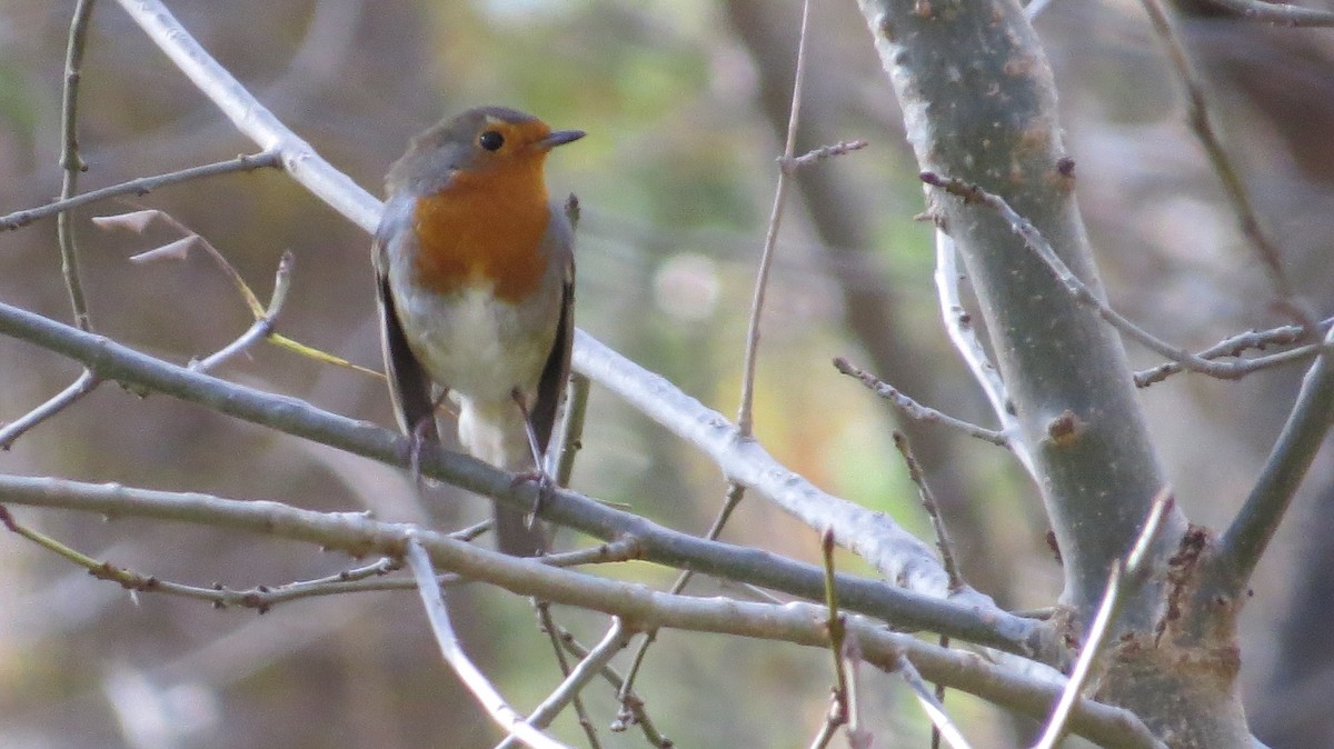 European Robin - ML644325870