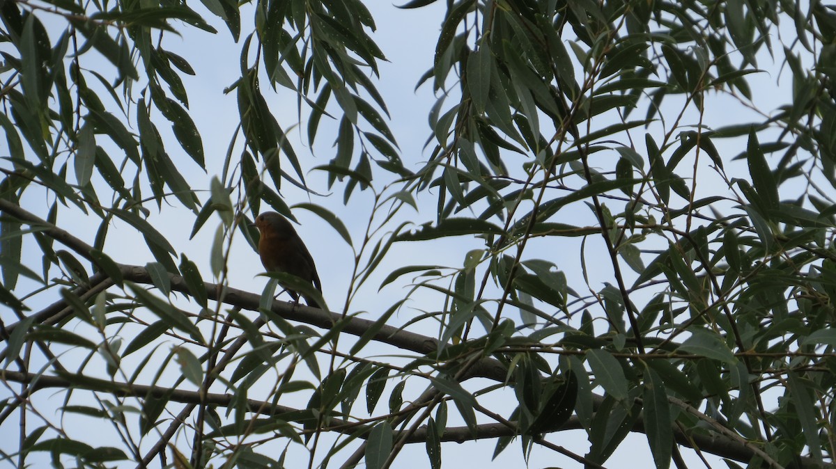 European Robin - ML644325871