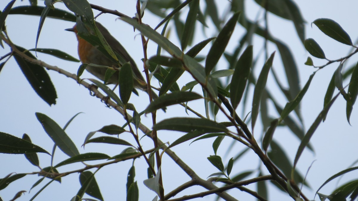 European Robin - ML644325872