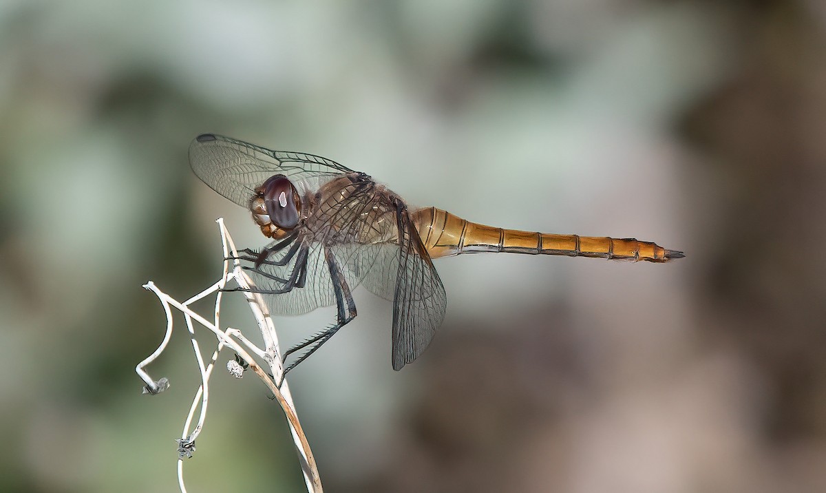 Red-tailed Pennant - ML644325873