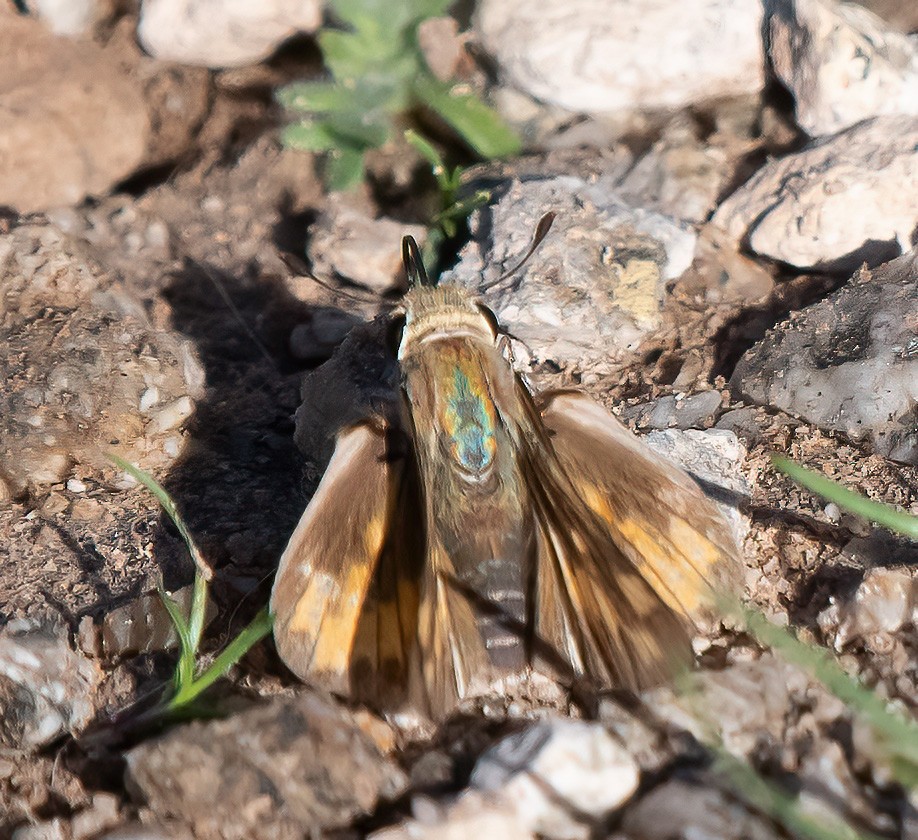 Fiery Skipper - ML644325874