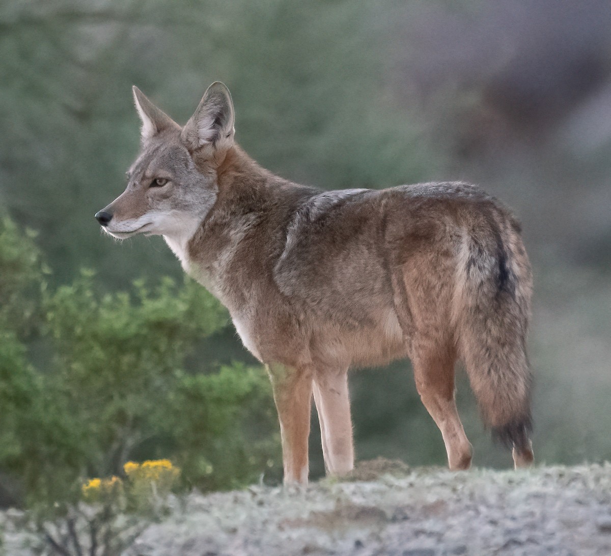 Coyote - ML644325875