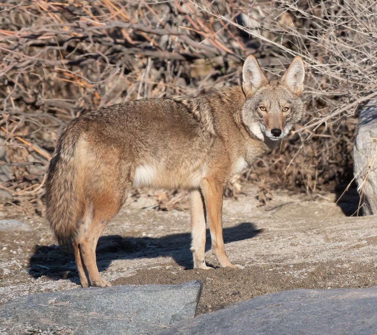 Coyote - ML644325876