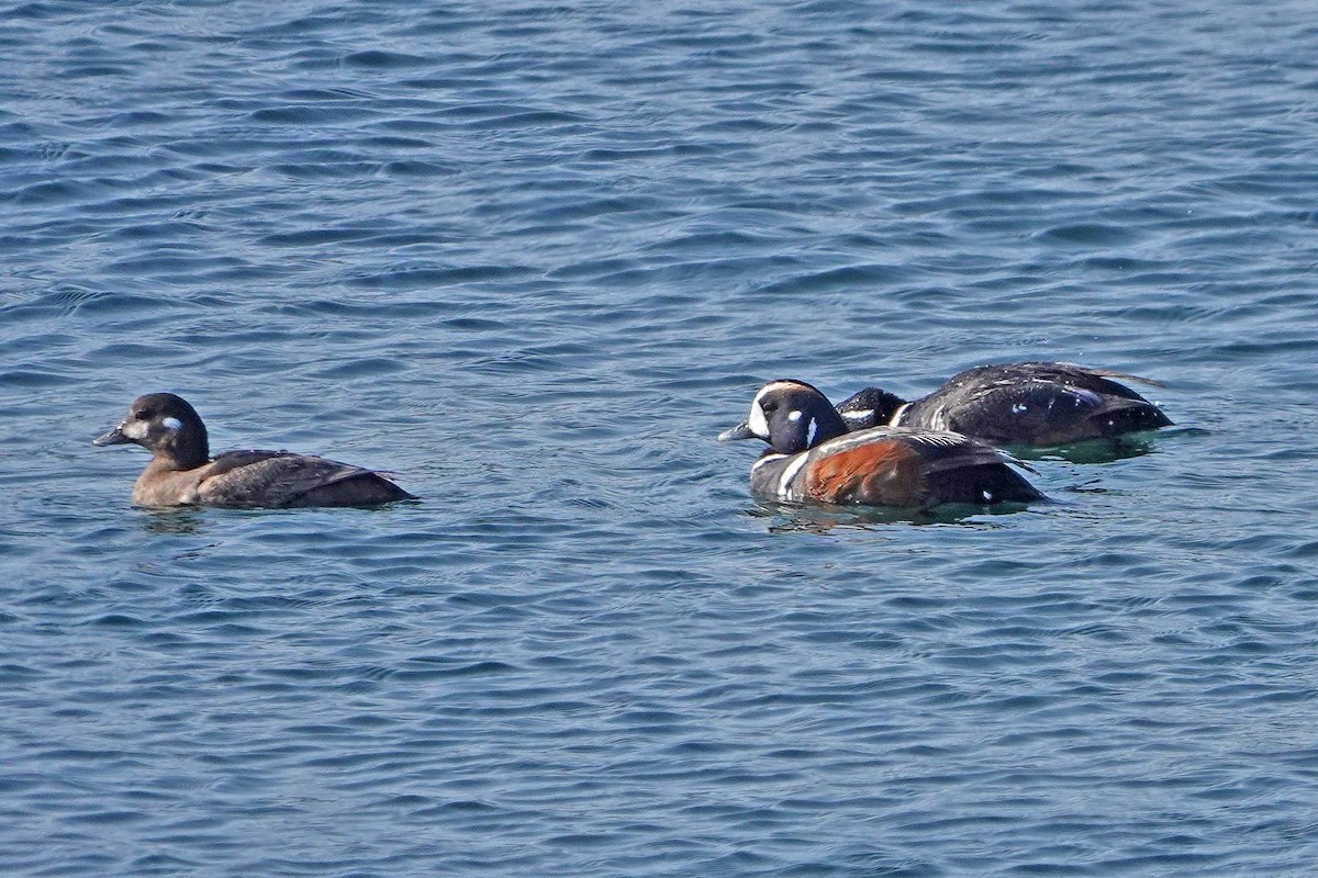 Harlequin Duck - ML644325878