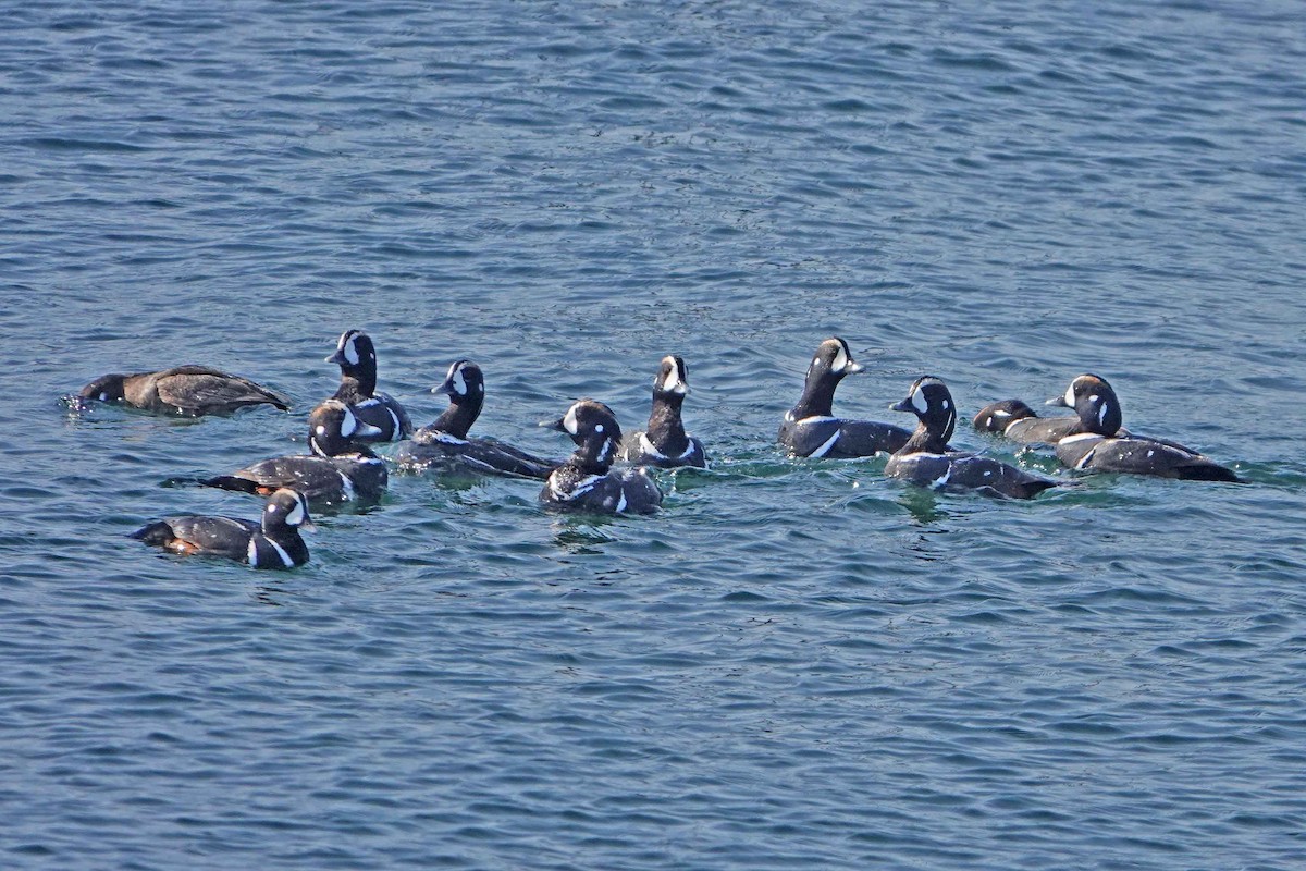 Harlequin Duck - ML644325879