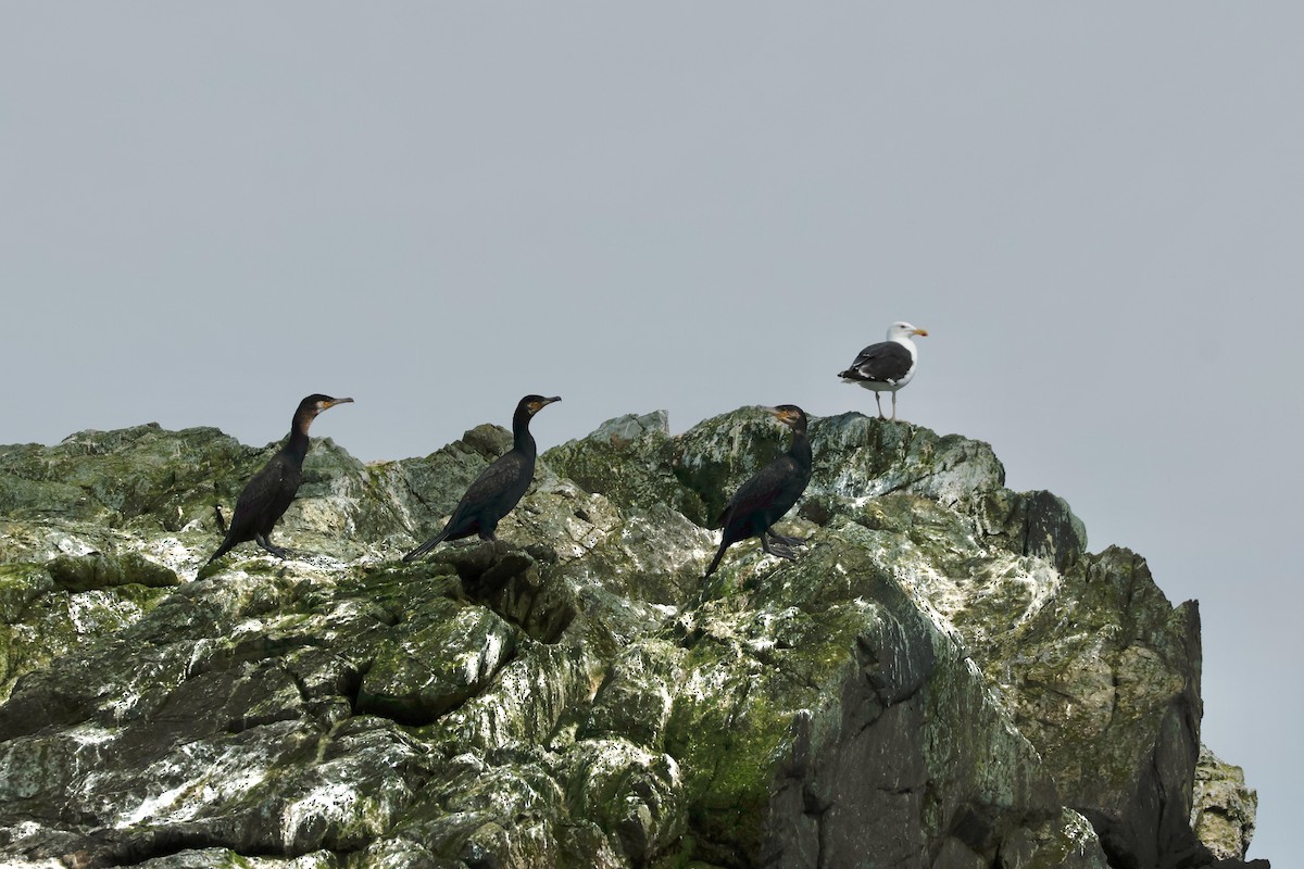 Большой баклан - ML644325880